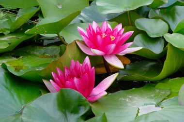 Menekşe lotus çiçeği gölet. Yapay gölet mor Lily çiçek çiçek açan. Buda çiçekler. Peyzaj tasarımı.