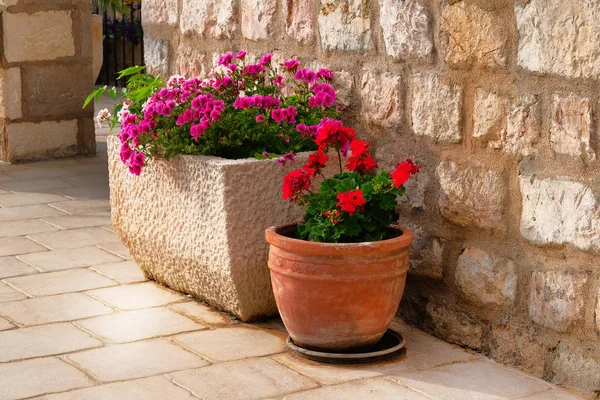 Vase cu tufișuri de plante înfloritoare. Design peisagistic. Geranium. tufișuri cu flori roșii și violet în ghivece de flori ceramice ușoare . — Fotografie, imagine de stoc