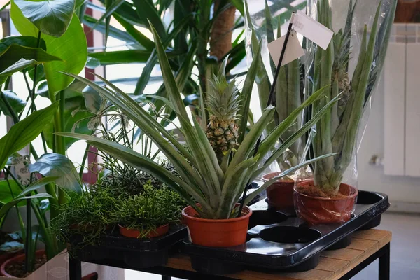 Bahçe dükkanında ki saksılarda ev bitkileri. Çeşitli yeşil bitkiler ve dekoratif ananas mağazada satılmaktadır. Yeşillik dikimi.