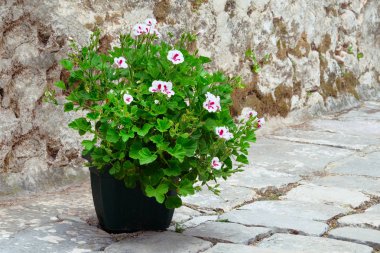 Sardunya. Çiçekaçan bitki çalı ile Pot. Peyzaj tasarımı. Taş duvar arka planda saksı da beyaz çiçekler ile Çalılar.