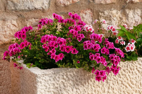 Gerânio. Panela com arbustos de plantas em flor. Projeto paisagístico. Arbustos com flores brancas e roxas em vaso de flores cerâmico claro . — Fotografia de Stock