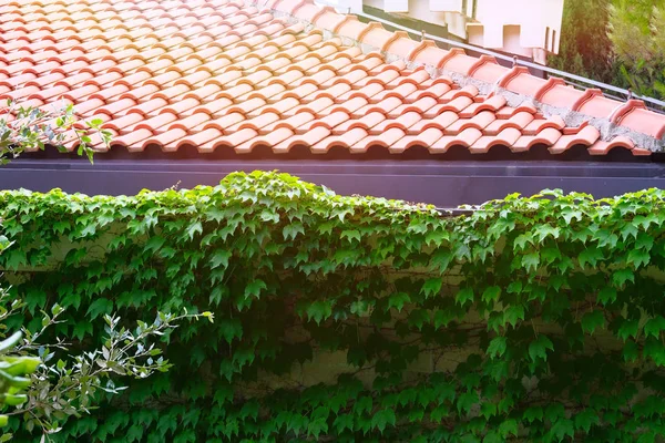 Растения партеноцисса. Подъемные растения в ландшафтном дизайне. Зеленые листья дикого винограда на кирпичном заборе возле дома. Солнечный летний день . — стоковое фото