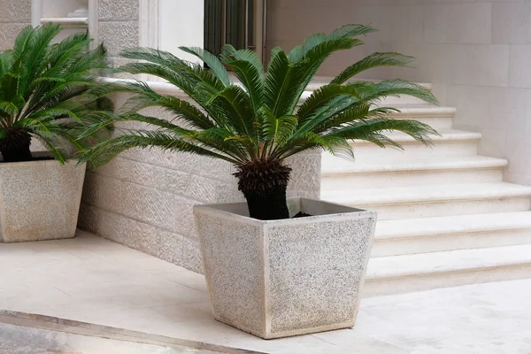 Cycas revoluta. Palme im beigefarbenen Container. Topf mit großen grünen Palmen steht am Eingang eines privaten Hotels. Gestaltung der Außenseite des Gebäudes. — Stockfoto