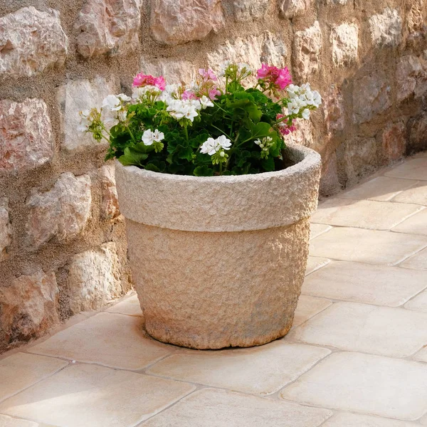 Du géranium. Pot avec des buissons de plantes en fleurs. Aménagement paysager. Arbustes avec fleurs roses et blanches en pot de fleurs en céramique légère . — Photo