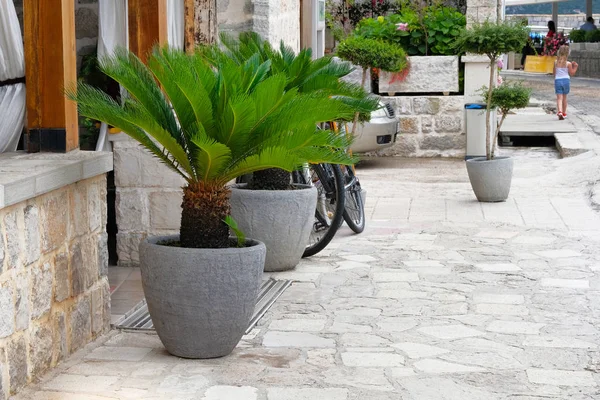 Palm bomen in grijze containers. Potten met grote groene palmbomen staan bij de ingang van een privé café. Ontwerp van de buitenkant van het gebouw. Cycas revoluta. — Stockfoto