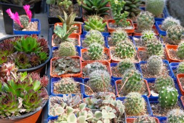 Ev için bitkiler. Kaktüsler ve bahçe dükkanında küçük tencerediğer yeşil bitkiler. Depoda satılan kaktüsler.