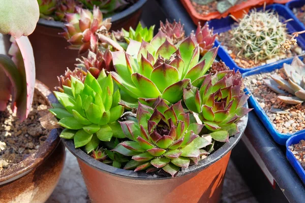 Succulents plants in small pots in garden shop. Succulent plant sold in store. Plants for house.