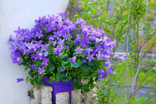 Campanulas è fiore in vaso, da vicino. Campane di fiori blu o viola sta crescendo in giardino . — Foto Stock