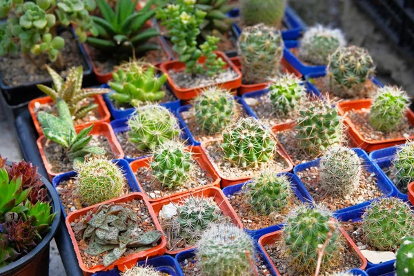 Cactus et autres plantes dans de petits pots dans le magasin de jardin. Des cactus verts vendus en magasin. Plantes pour serre . — Photo