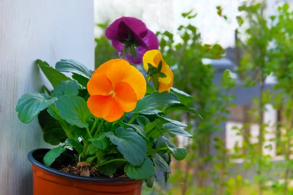 Viola est fleur en pot, fermer. Fleurs orange et violet pousse dans le jardin. Aménagement paysager et décoration . — Photo