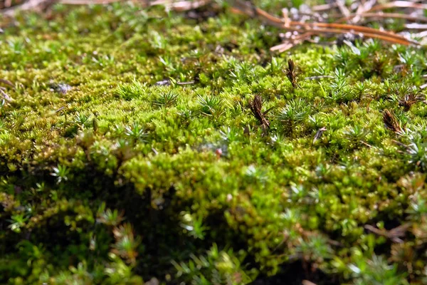 Moss en la luz del sol en el tocón en el bosque. musgo verde en el árbol de coníferas en el parque, enfoque selectivo. Naturaleza Vida silvestre, primer plano . — Foto de Stock