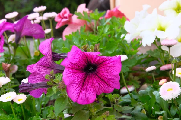 Petunia y fondo borroso, de cerca. Flores coloridas y decorativas para parque de la ciudad. Floración de verano . —  Fotos de Stock