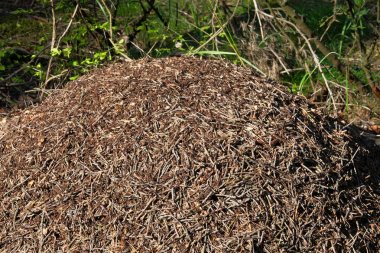 Orman karınca yuvası manzarası. Park ağacının altında karınca yuvası. Doğa Yaban Hayatı, yakın çekim.