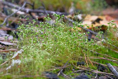 Yosun ağaç, yosun güzel arka plan, seçici odak yetişir. Güneş ışığı. Doğa Yaban Hayatı, yakın çekim.