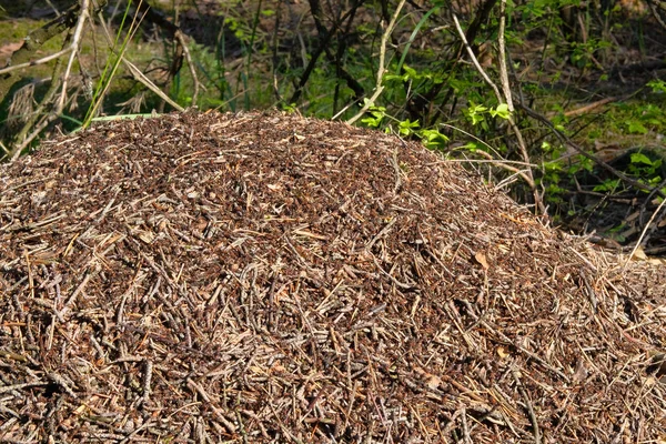 Widok na mrowisko lasu. Mrowisko z kolonią mrówek w Puszczy leśnej sceny. Natura Wildlife, zbliżenie. — Zdjęcie stockowe