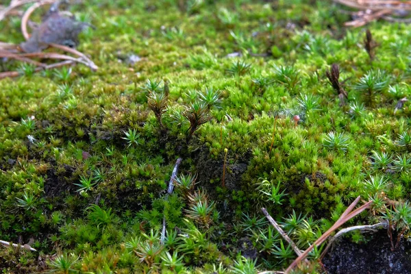 Moss närbild, makro, selektivt fokus. Tät och frodig skogsmossa som växer på ett träd på sommaren. Natur djur. — Stockfoto
