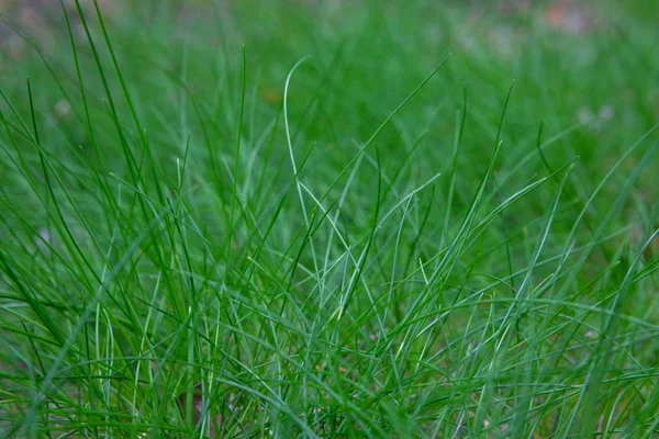 Ambiente ecologico. Erba verde di prato in città. Eco nella città estiva . — Foto Stock