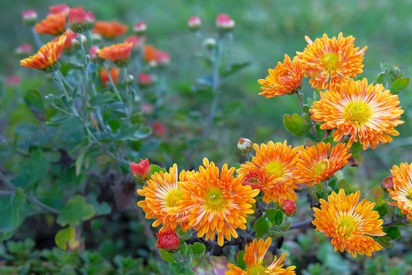 Chryzantemy w parku botanicznym. Pomarańczowe kwiaty chryzantemy jesienią, jednorocze. Zbliżenie. — Zdjęcie stockowe