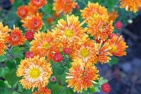 Ramo Flores Crisantemo Naranja Brillante Crisantemo Hardy Mums Flores Jardín — Foto de Stock