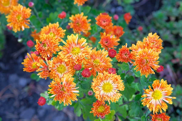 Primer Plano Los Crisantemos Naranja Jardín Otoño Anuales Verdor Ciudad — Foto de Stock