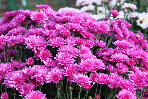Kytice Jasně Fialové Chryzantélia Chrysanthemum Hardy Květiny Botanické Zahradě Zavřít — Stock fotografie