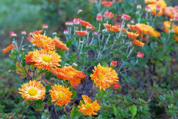 Chryzantemy Parku Botanicznym Pomarańczowe Kwiaty Chryzantemy Jesienią Jednorocze Kwiatowe Jasne — Zdjęcie stockowe
