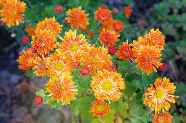 Krizantem duvar kağıdı. Çiçek parlak arka plan. Turuncu krizantem tomurcuk açıldı. Yakın çekim.