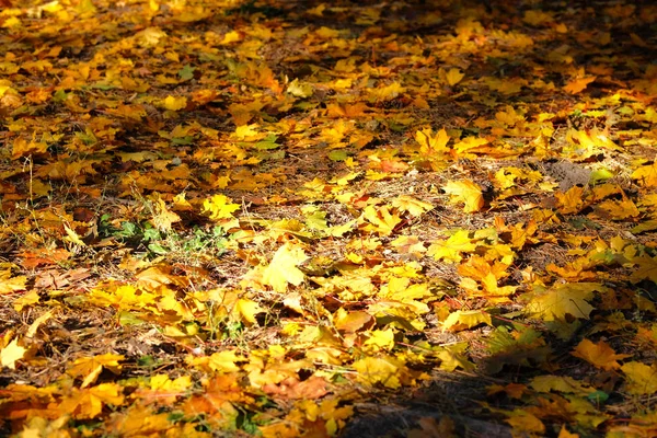 Background Group Autumn Orange Leaves September October November Indian Summer — Stock Photo, Image