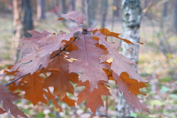 Autumn Forest Landscape Sunny Day Oak Leaves Background Brown Autumn — Stock Photo, Image