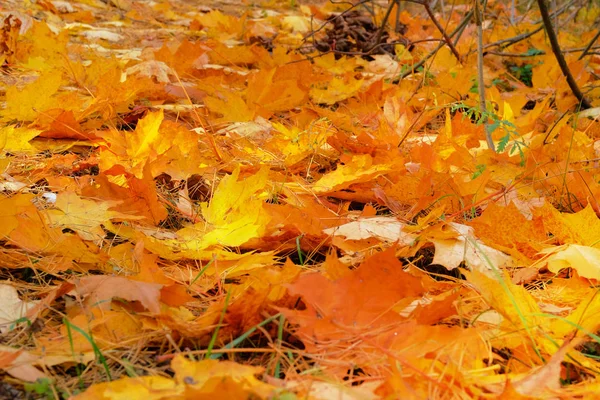 Laranja Vermelho Folhas Outono Fundo Setembro Outubro Novembro Verão Indiano — Fotografia de Stock