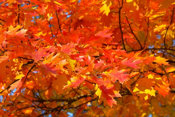 Paysage forestier d'automne par une journée ensoleillée avec des feuilles de chêne. Feuilles d'automne orange et rouge. Journée ensoleillée, temps chaud . — Photo