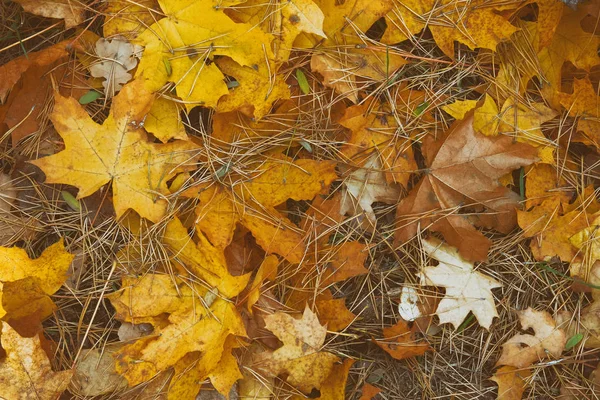 Fall background concept. Autumn yellow landscape. City autumn park. Outdoor. Toned image. — Stock Photo, Image