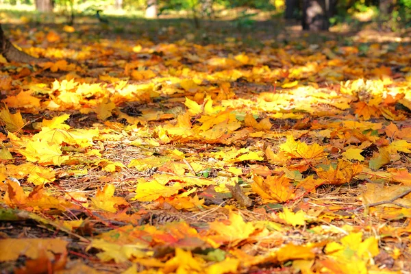 Помаранчеве, жовте, червоне і зелене листя кленового фону. Осіннє листя на сонці. Сонячне світло . — стокове фото
