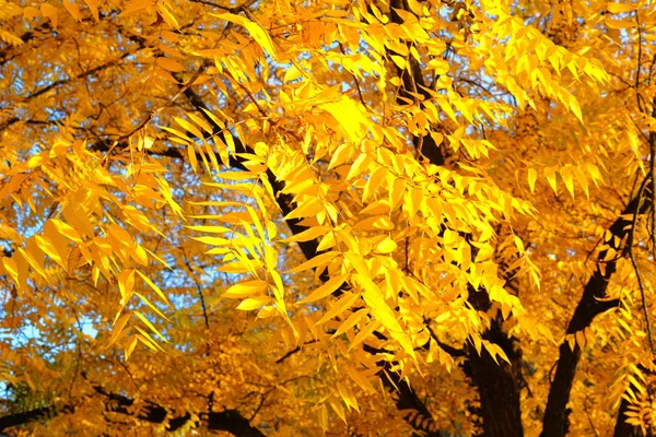Lumière du soleil en automne. Feuilles d'automne jaunes dans le pittoresque parc d'automne. En plein air. Journée ensoleillée, temps chaud . — Photo