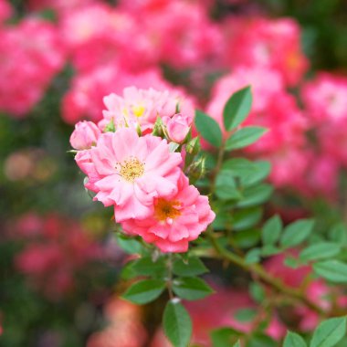 Pembe çiçek açan aromatik gül çalıbu. Güneşli yaz aylarında Güller arka plan.