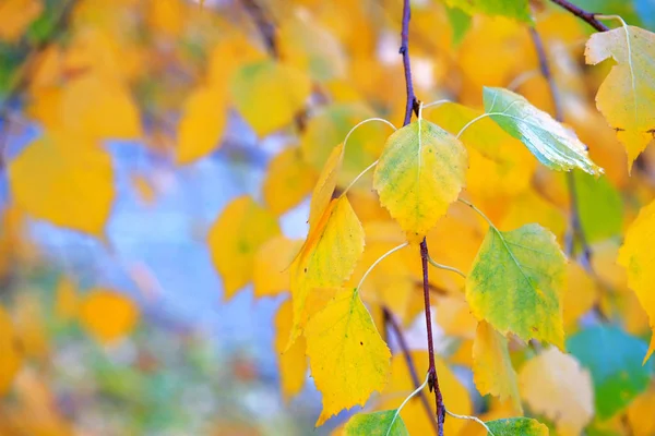 Concept de fond d'automne. Paysage jaune d'automne. Parc d'automne. Feuilles de bouleau. Espace pour le texte . — Photo