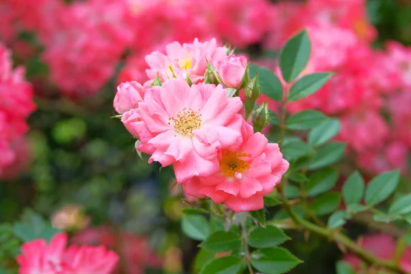 Romántico valle de rosas. Flores de rosas aromáticas en el hermoso arbusto en el jardín de flores. De cerca. . — Foto de Stock