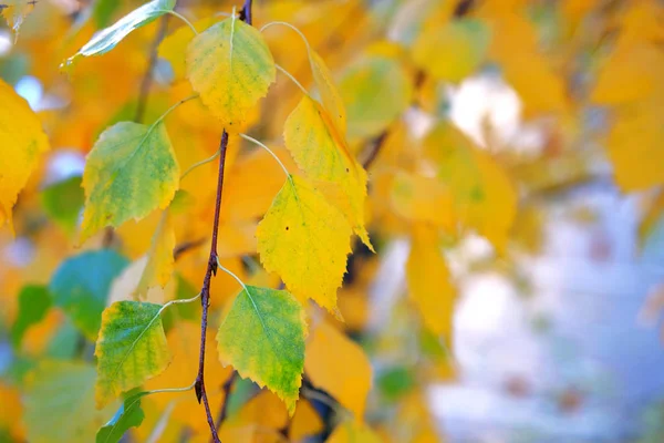 Fond de feuilles de bouleau orange, jaune et vert. Feuilles d'automne sur le soleil. Lumière du soleil. Espace de copie . — Photo