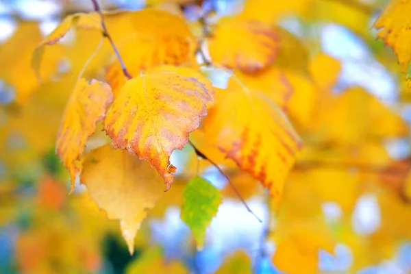 Concept d'automne doré. Image de fond de feuilles de bouleau d'automne parfait pour une utilisation saisonnière. Journée ensoleillée, temps chaud. Espace de copie . — Photo