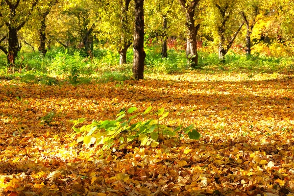 Herbstliche Waldlandschaft an einem sonnigen Tag. Draußen. Sonnentag, warmes Wetter. Sonnenlicht im Herbst. — Stockfoto