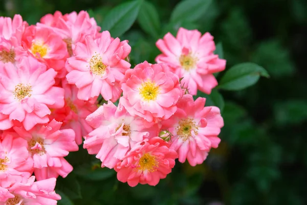 Valle de rosas búlgaro. Campos de Rose Damascena. Fondo de rosas en el jardín de flores . — Foto de Stock