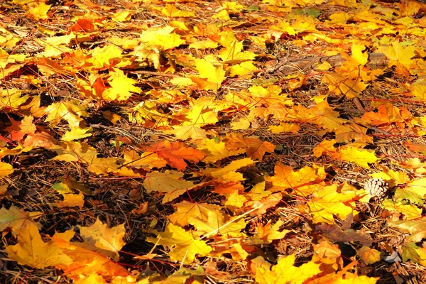 Golden autumn concept. Background image of fallen autumn maple leaves perfect for seasonal use. Sunny day, warm weather. — Stock Photo, Image