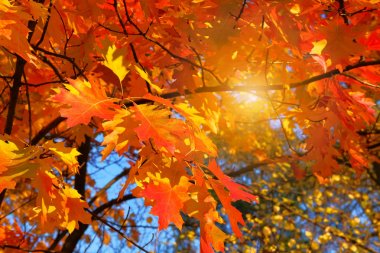 Turuncu ve kırmızı sonbahar arka plan bırakır. Meşe yaprakları arka plan ile güneşli bir günde Sonbahar orman manzara.