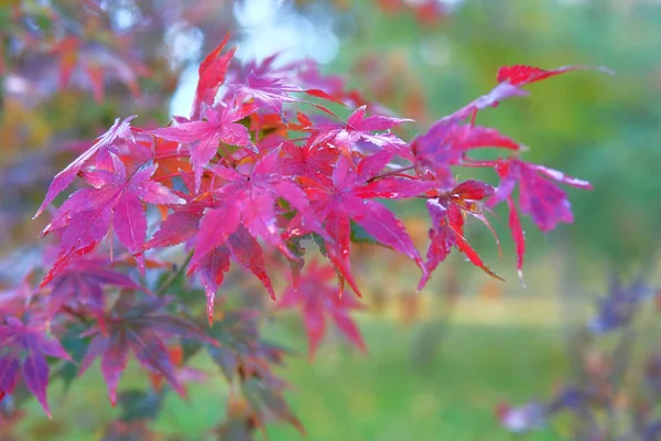 Rote Ahornblätter auf verschwommenem Hintergrund, leuchtendes Herbstkonzept. Regenwetter. — Stockfoto