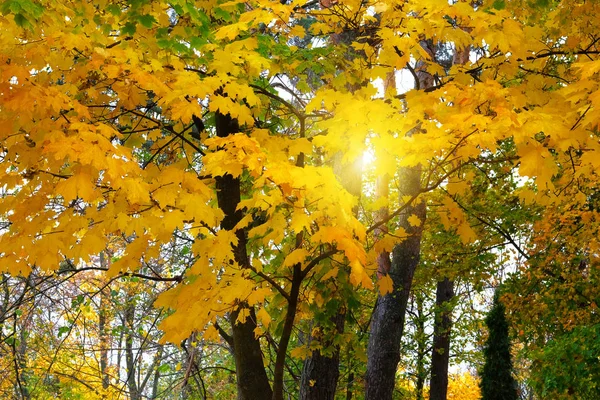 Maple yellow foliage. Outdoor. Autumn leaves on the sun. City autumn park. — Stock Photo, Image