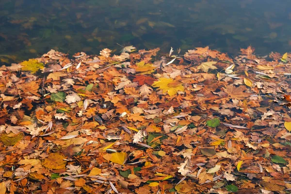 Hojas de naranja otoñal en agua. Otoño hojas brillantes está flotando en un estanque de agua quieta. Vista superior . — Foto de Stock