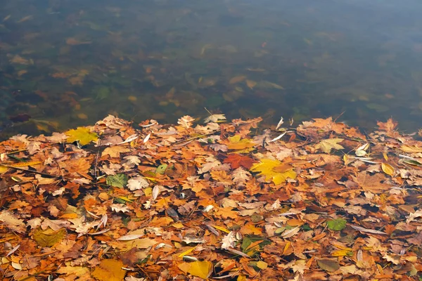 Otoño en el lago del bosque. Varias hojas de color amarillo brillante. Paisaje en estanque de la ciudad en noviembre. Vista superior . — Foto de Stock