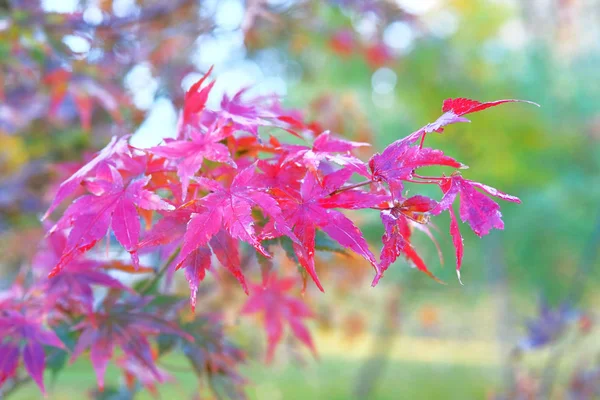 Feuilles d'érable rouges sur fond flou. Météo pluvieuse. Concept d'automne lumineux . — Photo