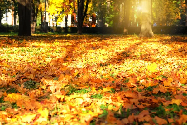 Autumn park in city. September, October, November, Indian summer. Sunny day, warm weather. — Stock Photo, Image