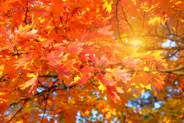 Sonnenlicht im Herbst. orangefarbene und rote Eichenblätter im Herbst. Park in der Stadt. Warmes Wetter. — Stockfoto